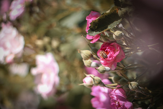 薔薇