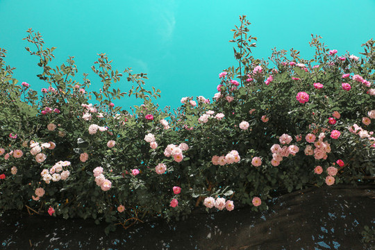 薔薇