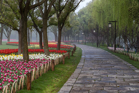 嘉興南湖路邊美景
