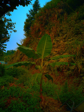 芭蕉樹綠色