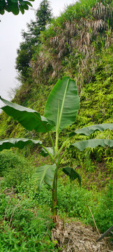 芭蕉樹綠色