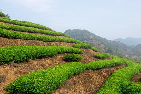 濃霧中的茶葉