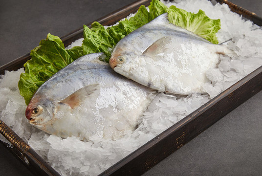 大白鯧