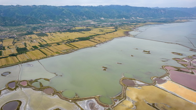 山西運城鹽湖麥子