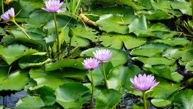 睡蓮蓮花