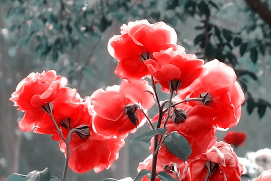 月季花