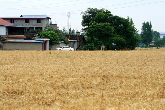 農(nóng)家麥田