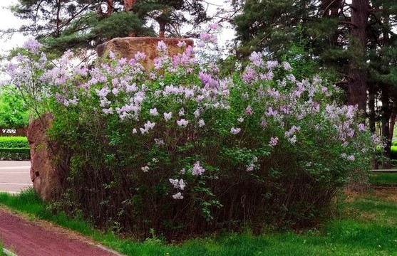 花叢