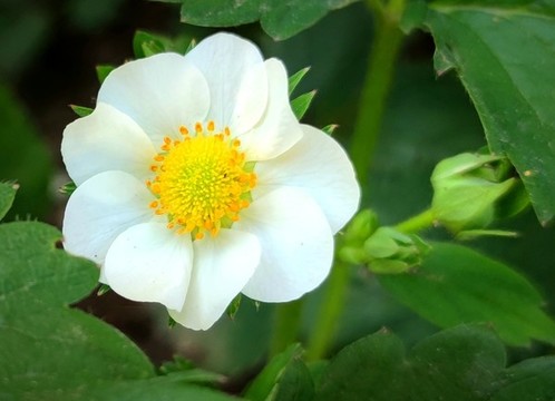 白色野花