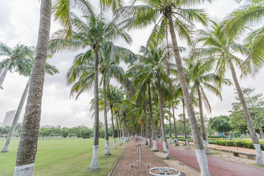 海南海口公園里的椰樹和草坪