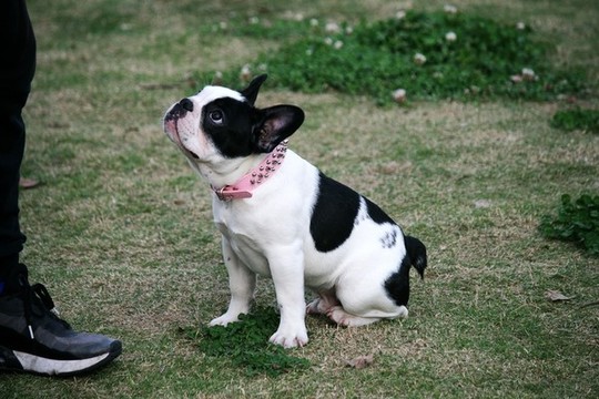 斗牛犬