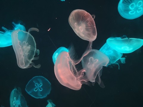 水母