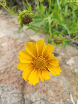 金雞菊