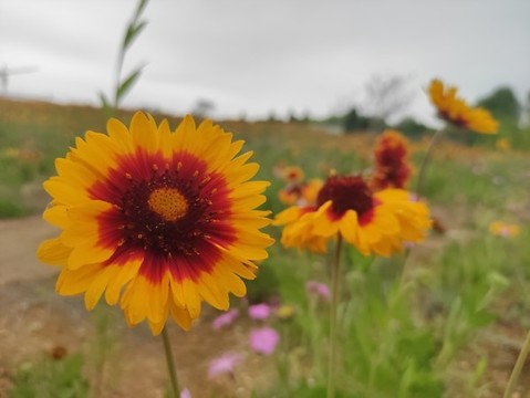 金雞菊