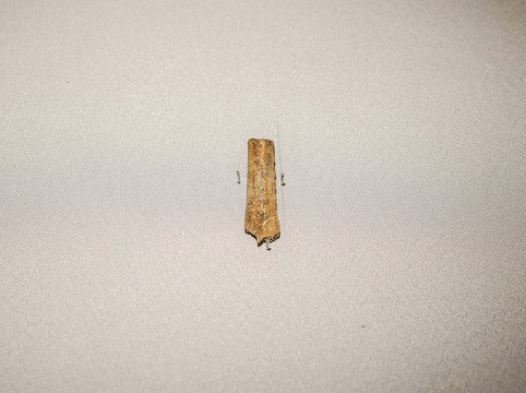 商武丁甲骨文