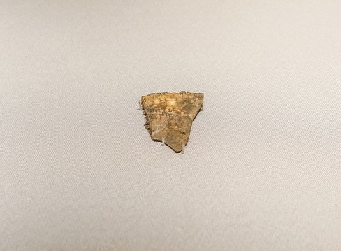 商武丁甲骨文