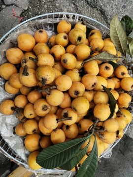 新鮮枇杷