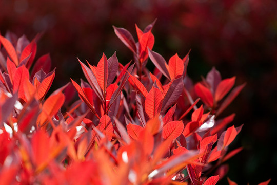 紅葉石楠火紅的樹(shù)葉