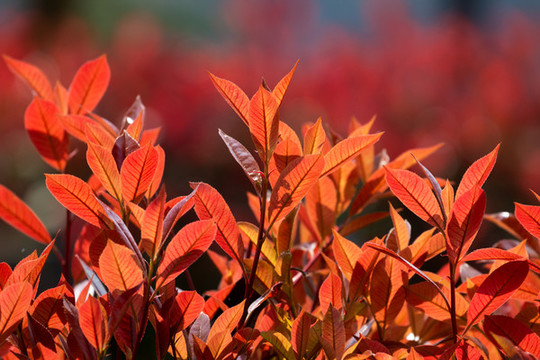 紅葉石楠火紅的樹葉