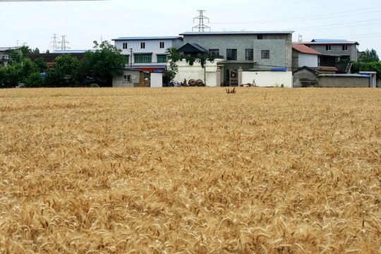小麥豐收