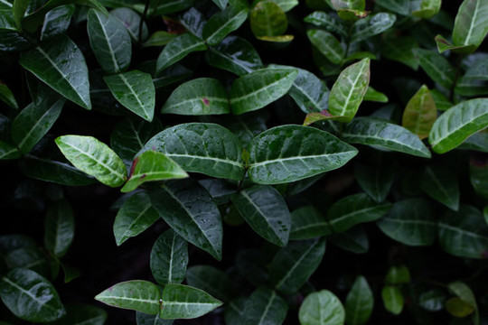 綠油油的絡(luò)石