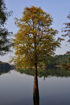 落羽杉