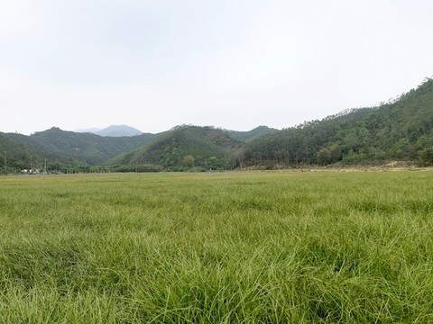 綠色的草原