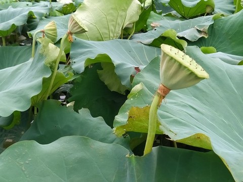 蓮蓬與荷塘