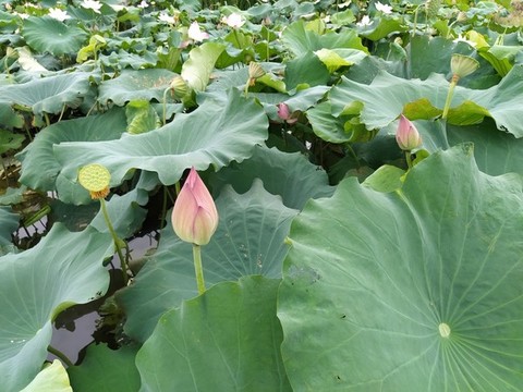 夏荷