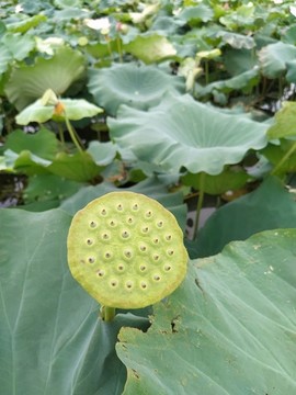 荷塘蓮蓬