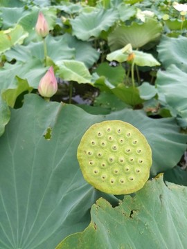 蓮藕蓮蓬