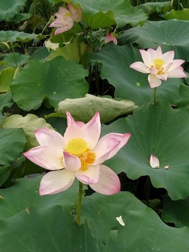 蓮花