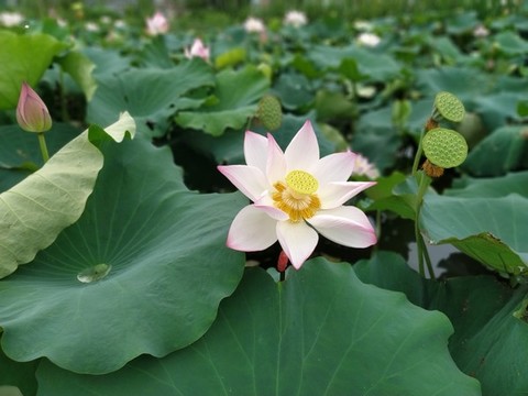 荷塘蓮花蓮蓬