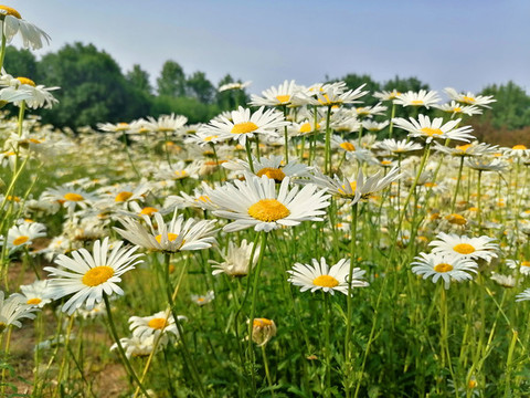 大濱菊