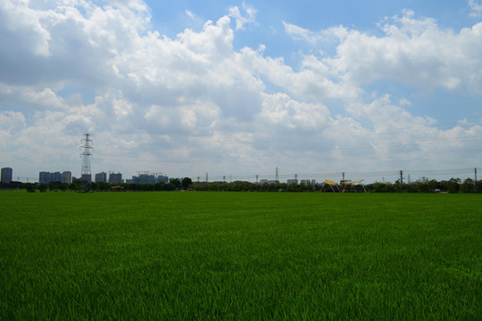 農(nóng)田