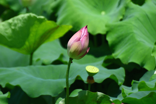 荷花