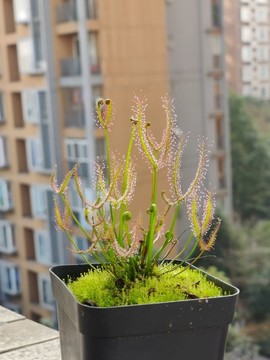 捕蟲植物