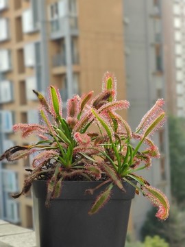 茅蒿菜