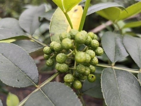鮮藤椒