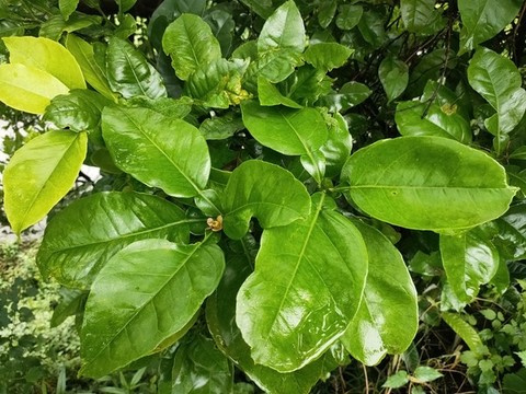 菊花芯樹葉