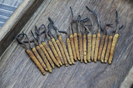 冬蟲(chóng)夏草