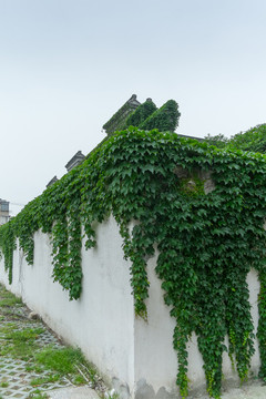 長滿綠植的老宅