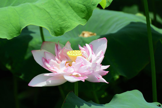 荷花