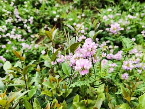 繡球小冠花