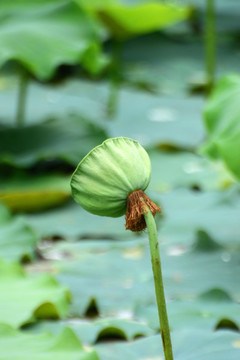 荷花