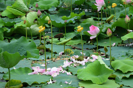 荷花