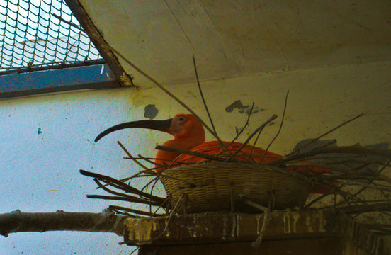 濟(jì)南動(dòng)物園的火烈鳥(niǎo)寶寶
