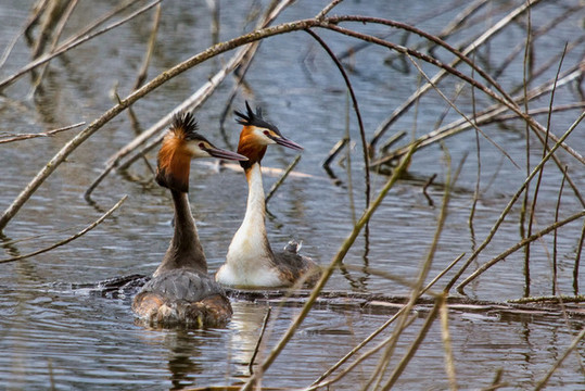 鳳頭??