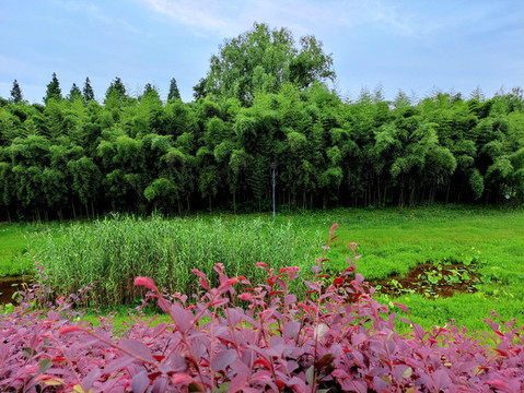 草坪竹林