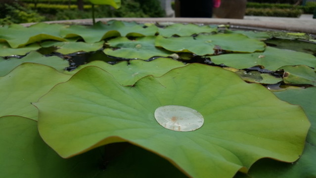 荷葉上的水滴